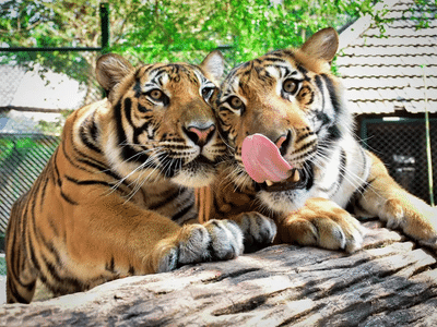 Be awed as you meet the majestic tigers