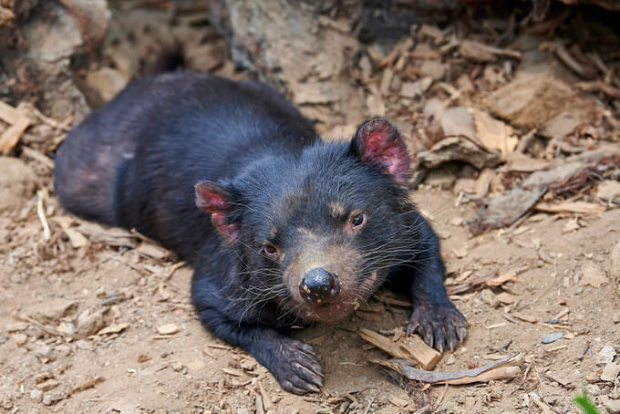 Tasmanian Devil 