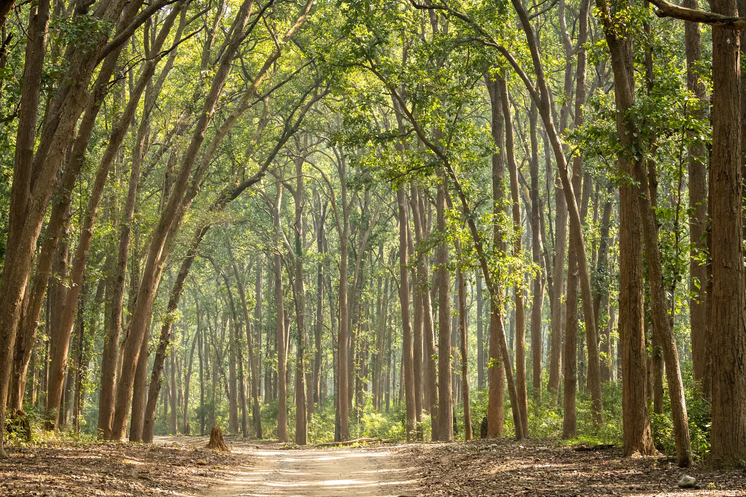 <em>Jim Corbett</em> Tour Packages From Bhopal 