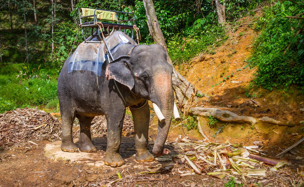 Go on Elephant Rides Through the Jungle