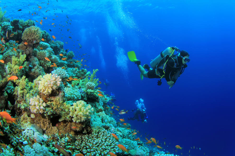 See the vibrant colors of the Coral reefs