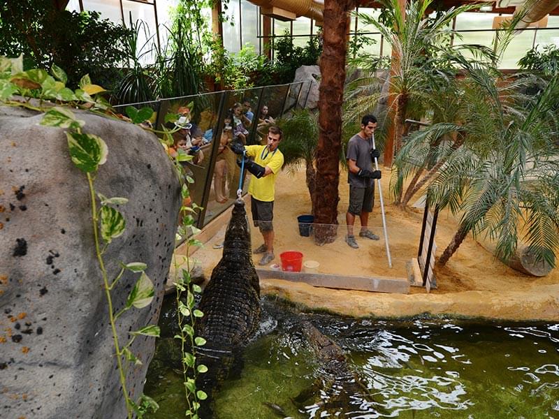 Feed crocodile with the aid of the staff