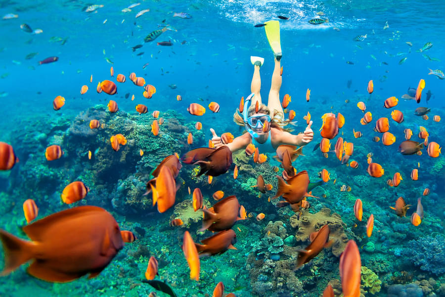 Explore the world underwater as you go snorkeling 