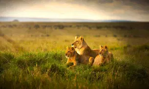 Embark on a journey that takes you through the thrilling rides in Masai Mara
