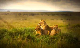 Embark on a journey that takes you through the thrilling rides in Masai Mara