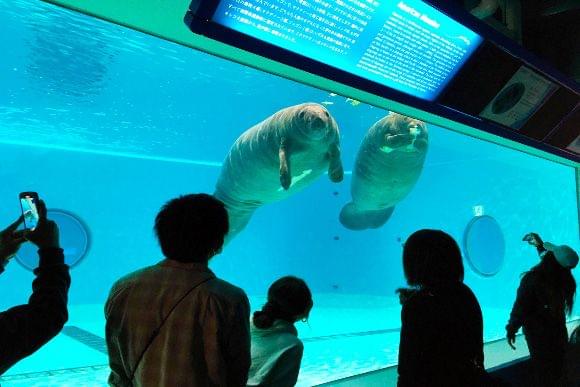 Manatee Pool