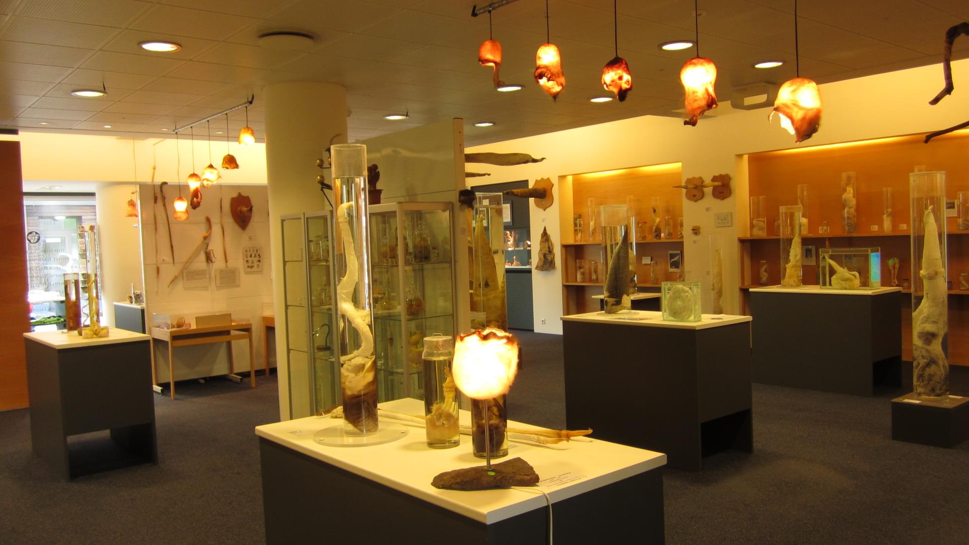 The Icelandic Phallological Museum Iceland Overview