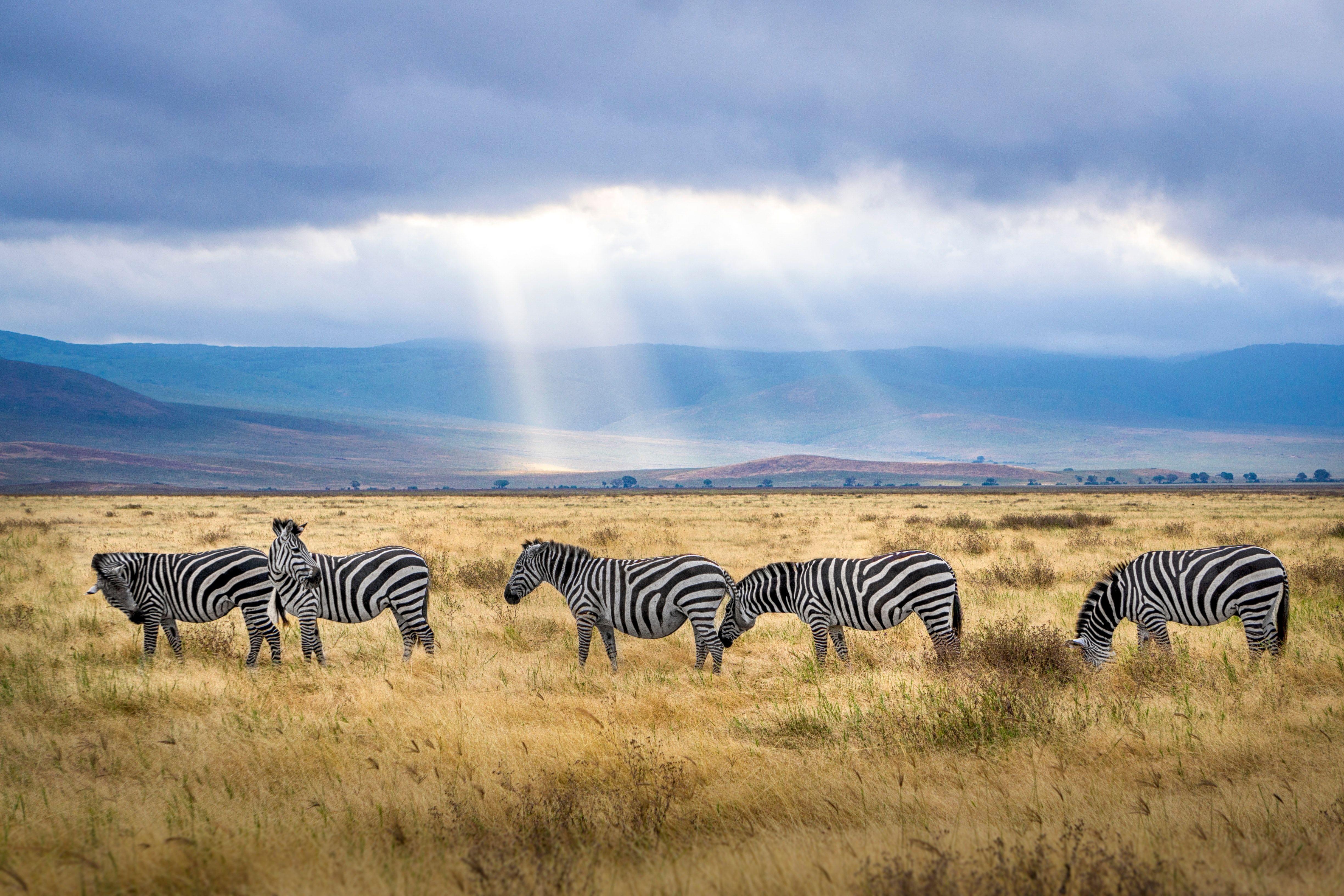 masai mara