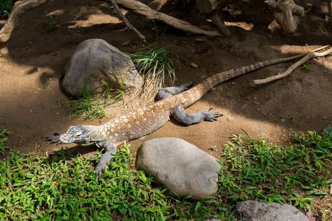 Komodo Dragon at Bali Bird Park