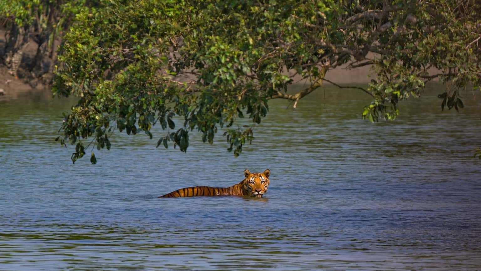 Sundarbans Tour Package from Kolkata