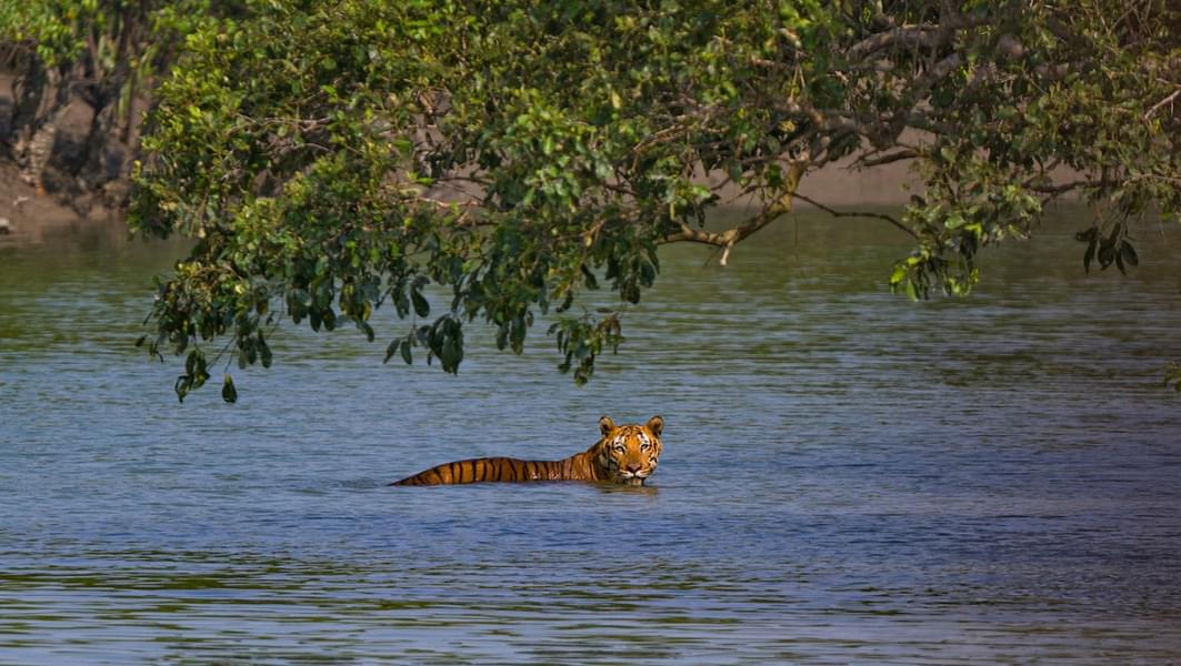 Sundarban tour from kolkata Image