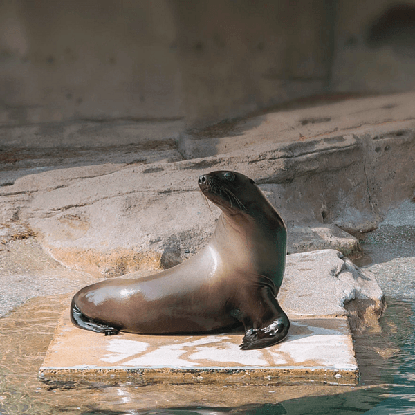 B.C.'s Wild Coast Exhibit