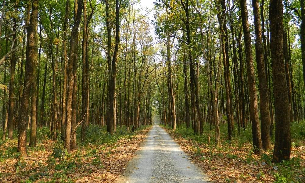 Gorumara Lataguri Tour Image