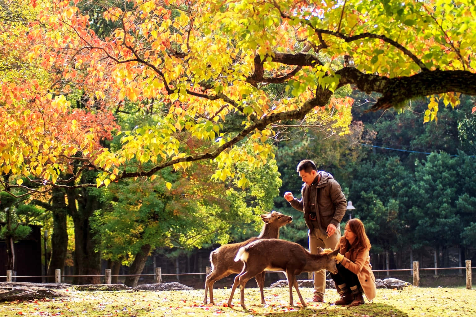 Scenic Trails of Japan | A Romantic Journey through Tokyo, Nagano & Osaka