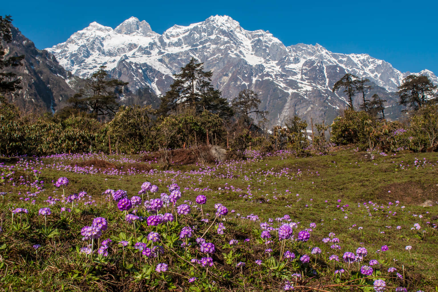 <em>Lachung</em> Tour Packages From Trivandrum