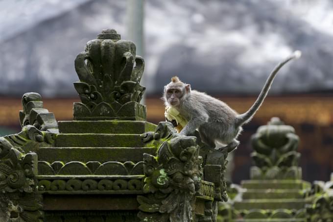 Ubud Monkey Forest