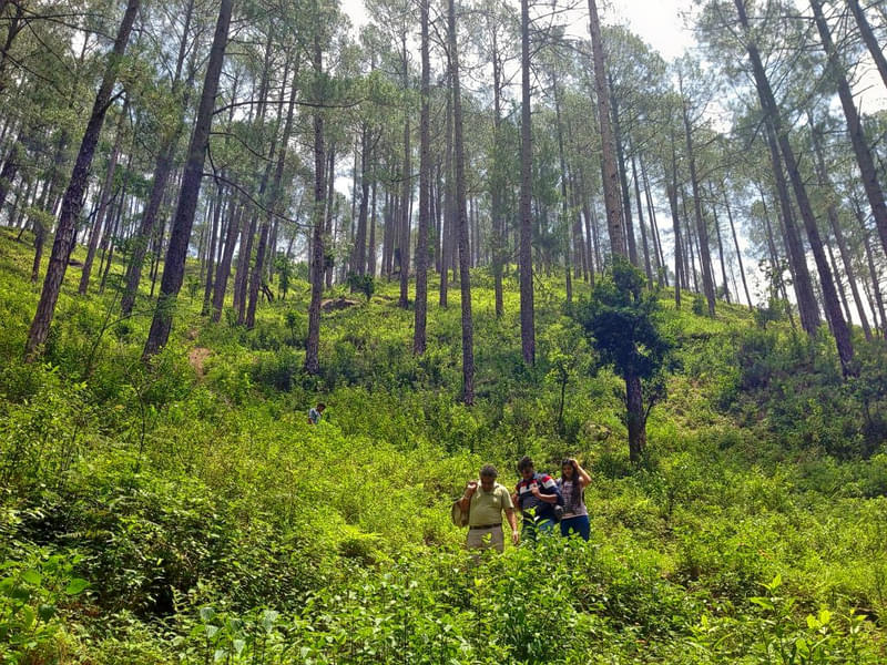 Jungle Trek In Kasauli Image