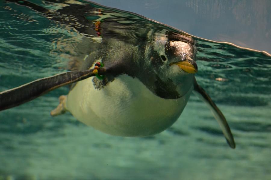 Penguin in Zoo Aquarium Madrid