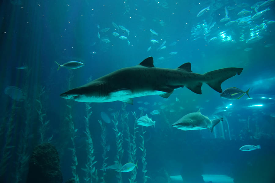 Get a close look of one of the sea's deadliest creature, Sharks
