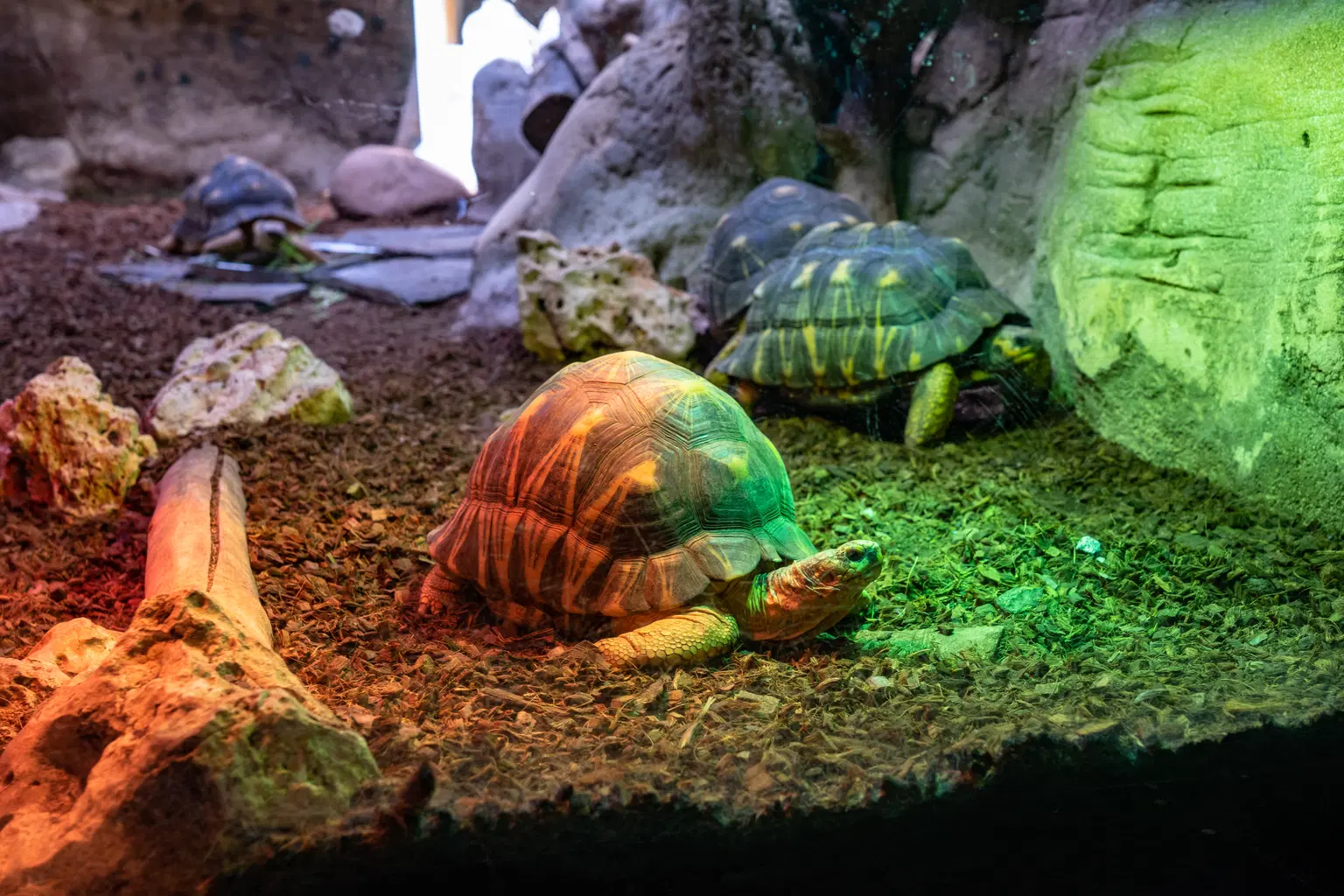 Terrarium