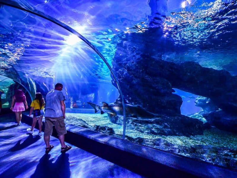 Sea Life Bangkok Ocean World | Book & Get Upto 45% Off Deals