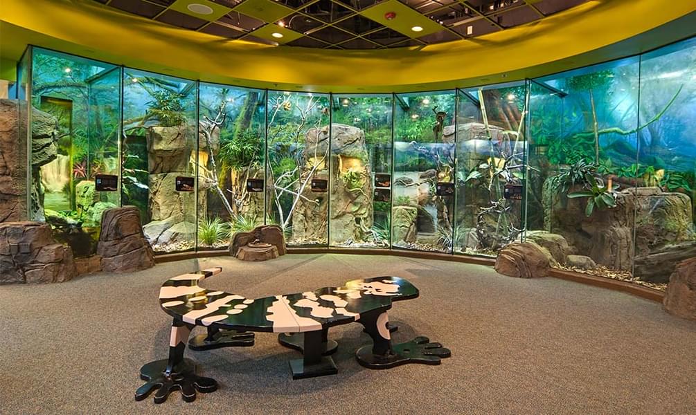 Find over 60 amphibian, invertebrate, and reptile species in the exhibit - The Liar