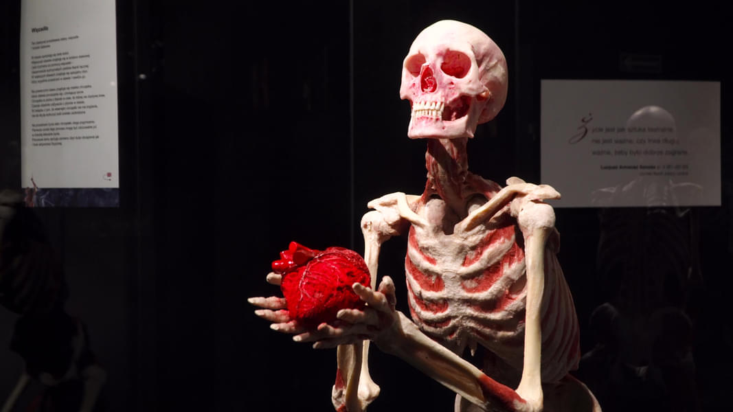 Be in awe by looking at numerous skeletons explaining the human concepts with attractive ways 