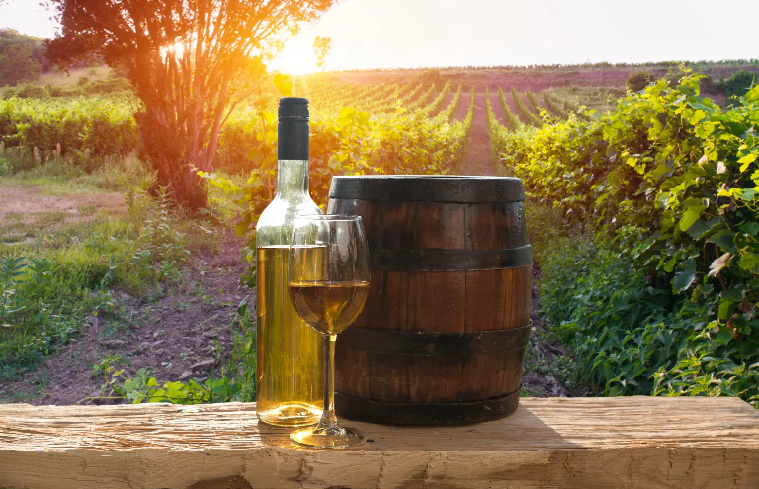 Ramanagara Wine Yard