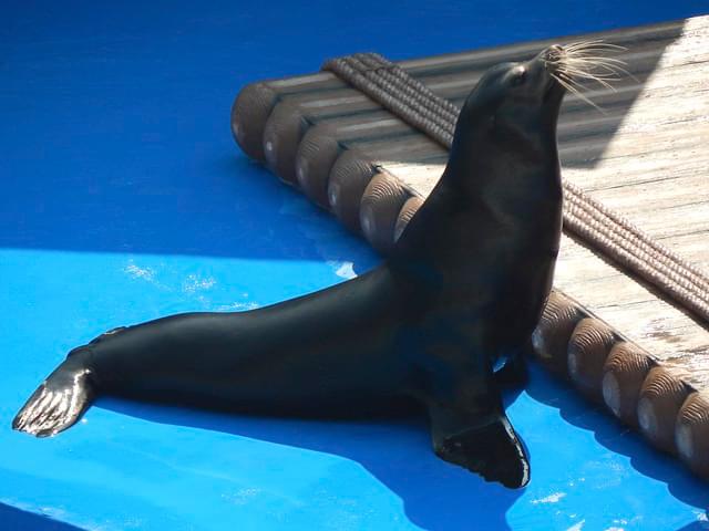 Ocean Park Sea Lion Show Hong Kong Image