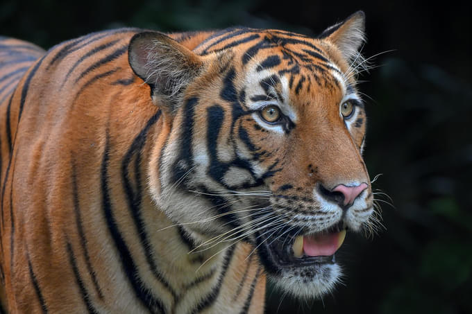 Malayan Tiger