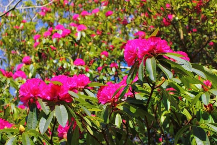 Rhododendron garden.jpg