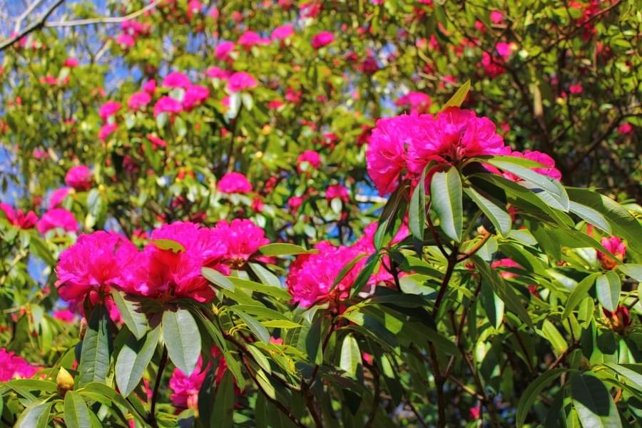 Rhododendron garden.jpg