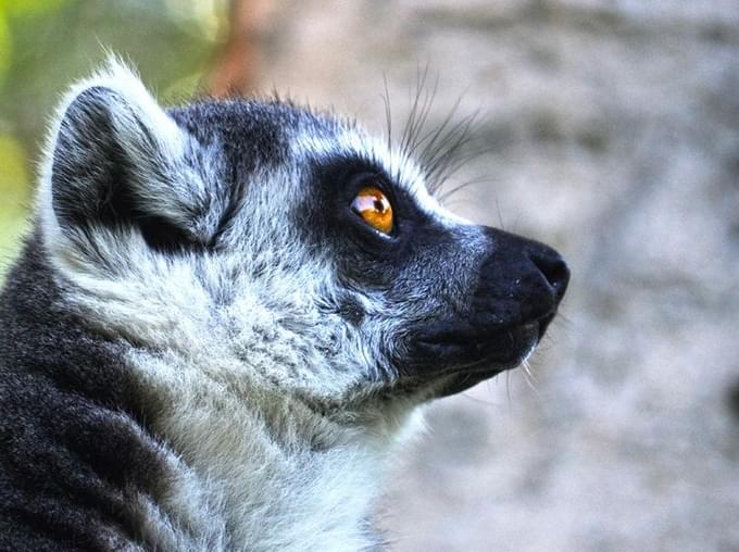 Lemur in Valencia Bioparc