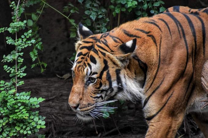 Malayan Tiger