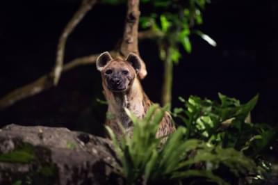 Night Safari Singapore – Admission with Tram Ride & Ulu Ulu Indian Dinner