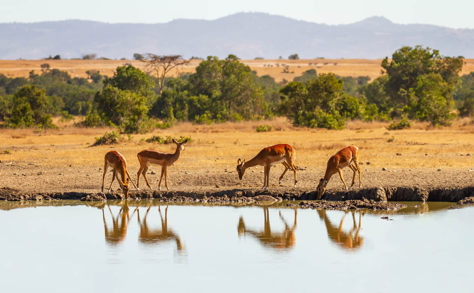<em>Kenya</em> Tour Packages From Indore