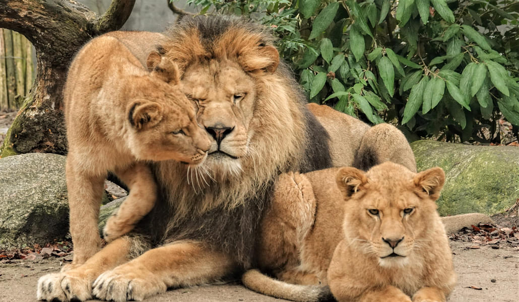 See the ferocious lions living in their near-natural habitat