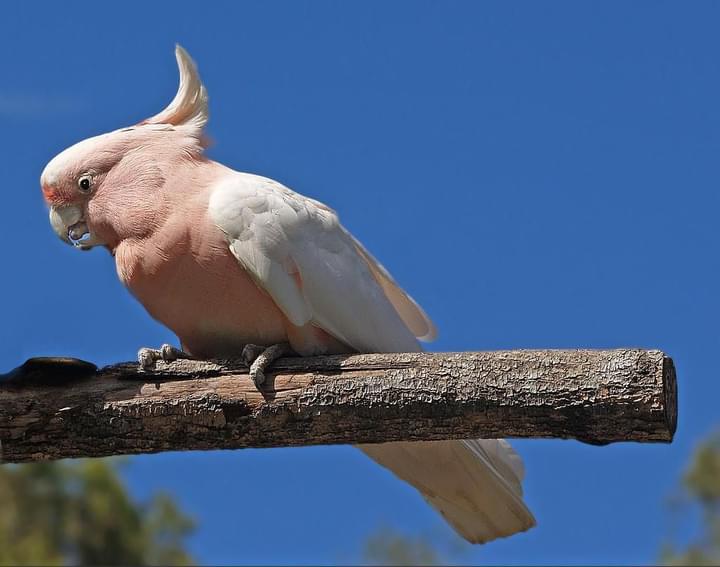 Birdworld Kuranda Australia