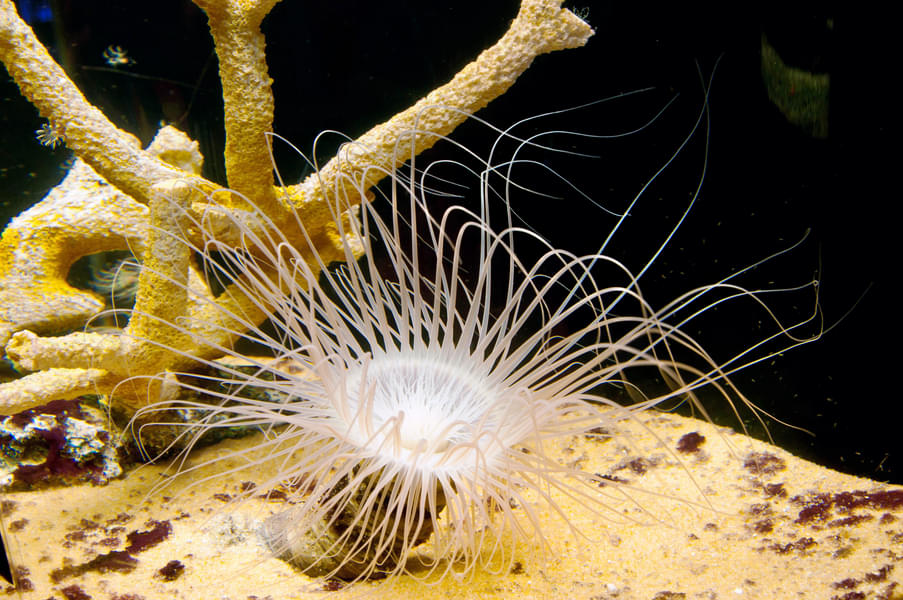Admire various beautiful sea anemone in different zones and colours