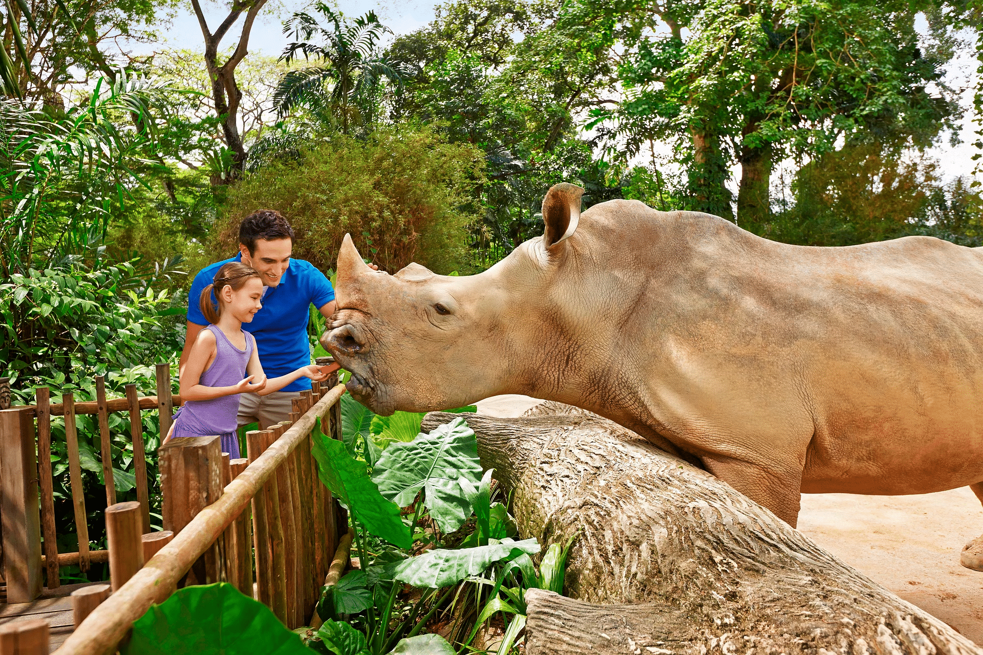 people feeding rino at singapore zoo