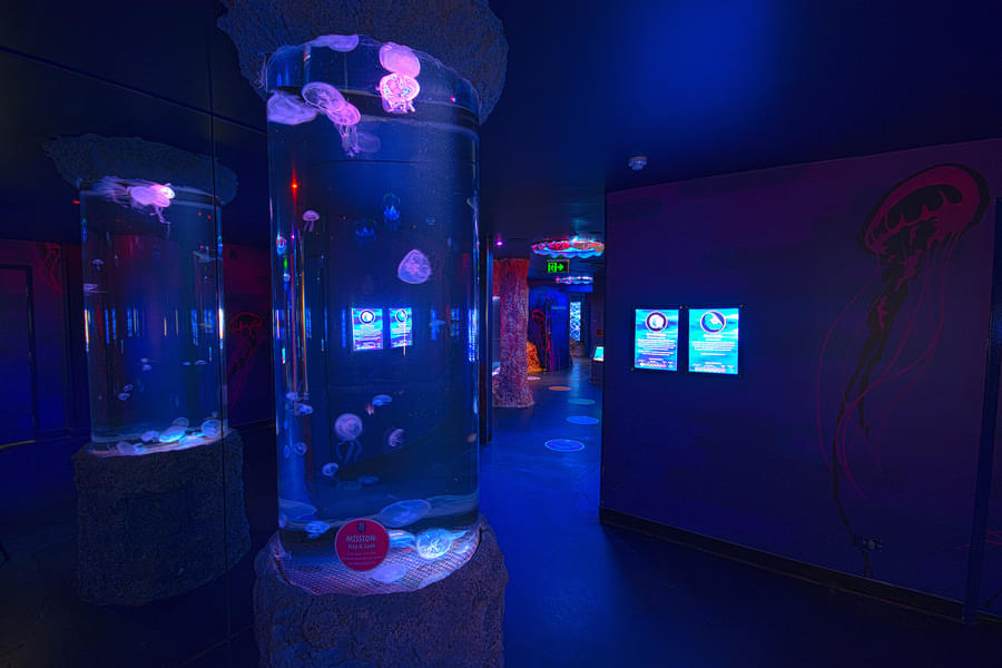 Witness the vivid and beautiful creatures as you stroll through the Jellyfish Kingdom 