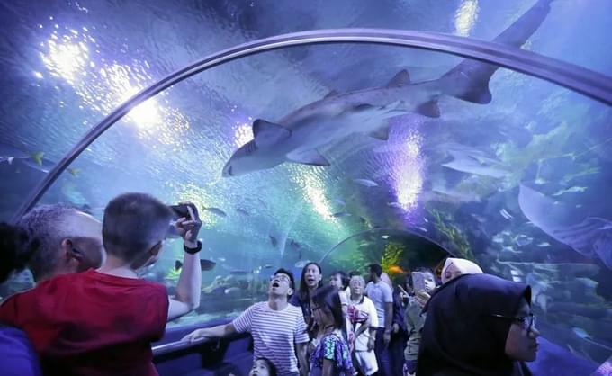 Do Shark diving at Aquaria KLCC