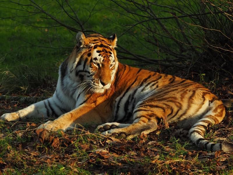 Amur tiger in Philadelphia Zoo