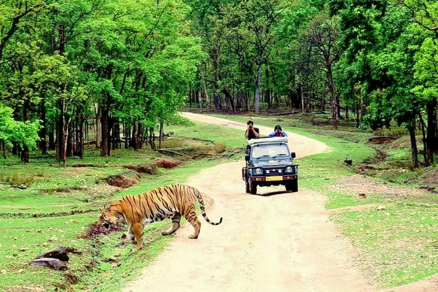 Pench National Park Jungle Safari Image