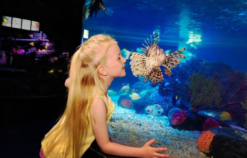 Visit the Sea Life Great Yarmouth and spend an amazing time looking at fascinating marine life