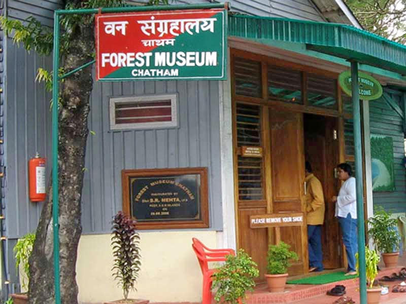 Forest Museum Overview