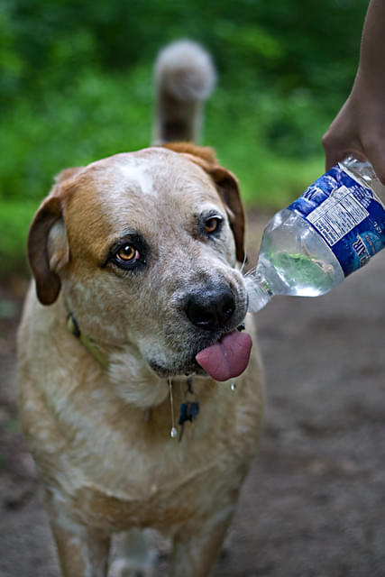 Dog Drinking Water