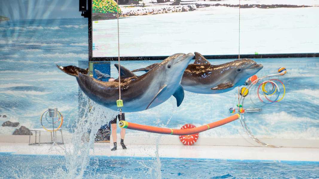 Aya universe & Dubai Dolphin Show Image