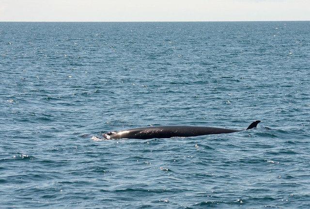 minke whale at Reykjavik