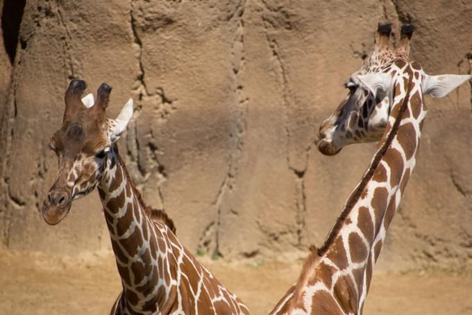 Giraffe at Dallas Zoo